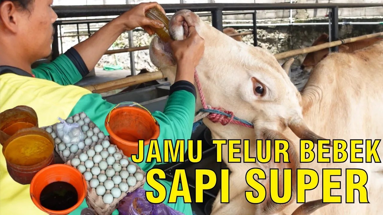 
                                 Racik-Jamu-Telur-Bebek-Sapi-Super